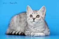 Фотография Беловой Лизаветы