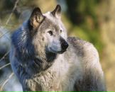 Фотография Богомолова Эдуарда