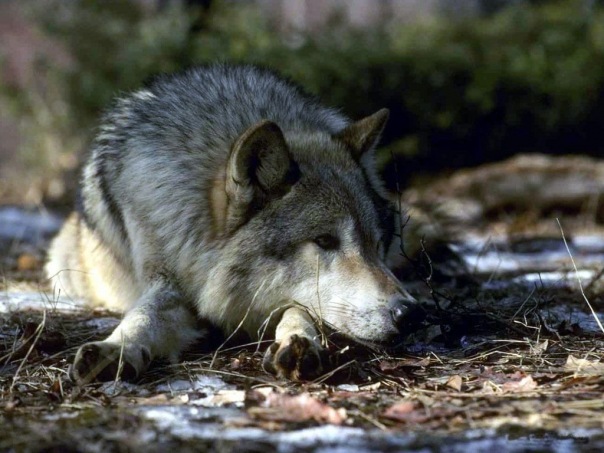 Max Ivanovsky фото №1