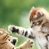 Владуся С(= фотография #6 (источник - https://vk.com/id146923387)