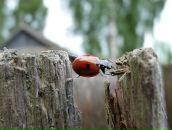 Фотография Гоголина Дмитрия