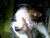 Аміна Царук фотография #3 (источник - https://vk.com/id78299679)