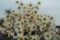 Фотография Олейниковой Ольги