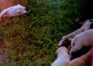 Ната Бышовец фотография #41 (источник - https://vk.com/id929500)