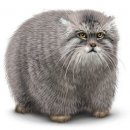 Свин ^_^ фотография #42 (источник - https://vk.com/id60082165)