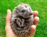 Фотография Хазиахметова Илдара