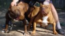 Tayson Pitbul=jermani фотография #28 (источник - https://vk.com/id70604395)