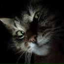 Фотография Caesar All Hail