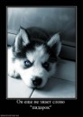 Дмитрий Винник фотография #26 (источник - https://vk.com/id26933235)