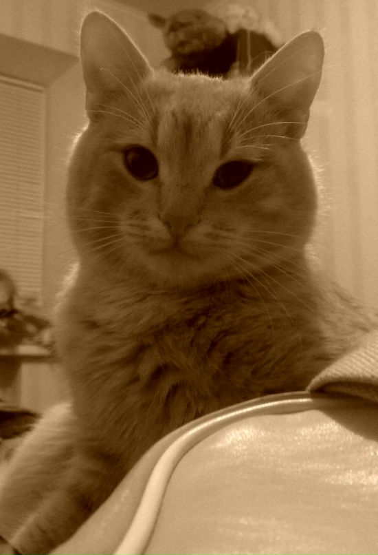 Александр Ткаченко фотография #17