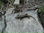 Вова Мошківський фотография #5 (источник - https://vk.com/id15942206)