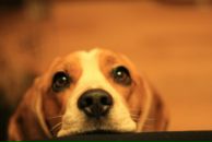 Фотография Рощенко Дарьи