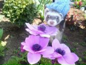 Фотография Бабенко (Пасечник) Елены