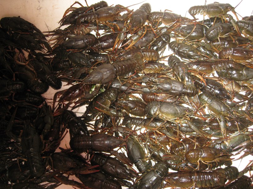 Александр Цыбульский фотография #27