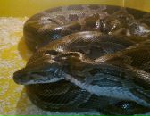 Фотография Кузнецова Антона