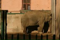 Фотография Гуреу Руслана