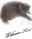 Фотография Тихан Кот