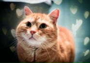 Петрик Пяточькін фотография #9 (источник - https://vk.com/id18947624)