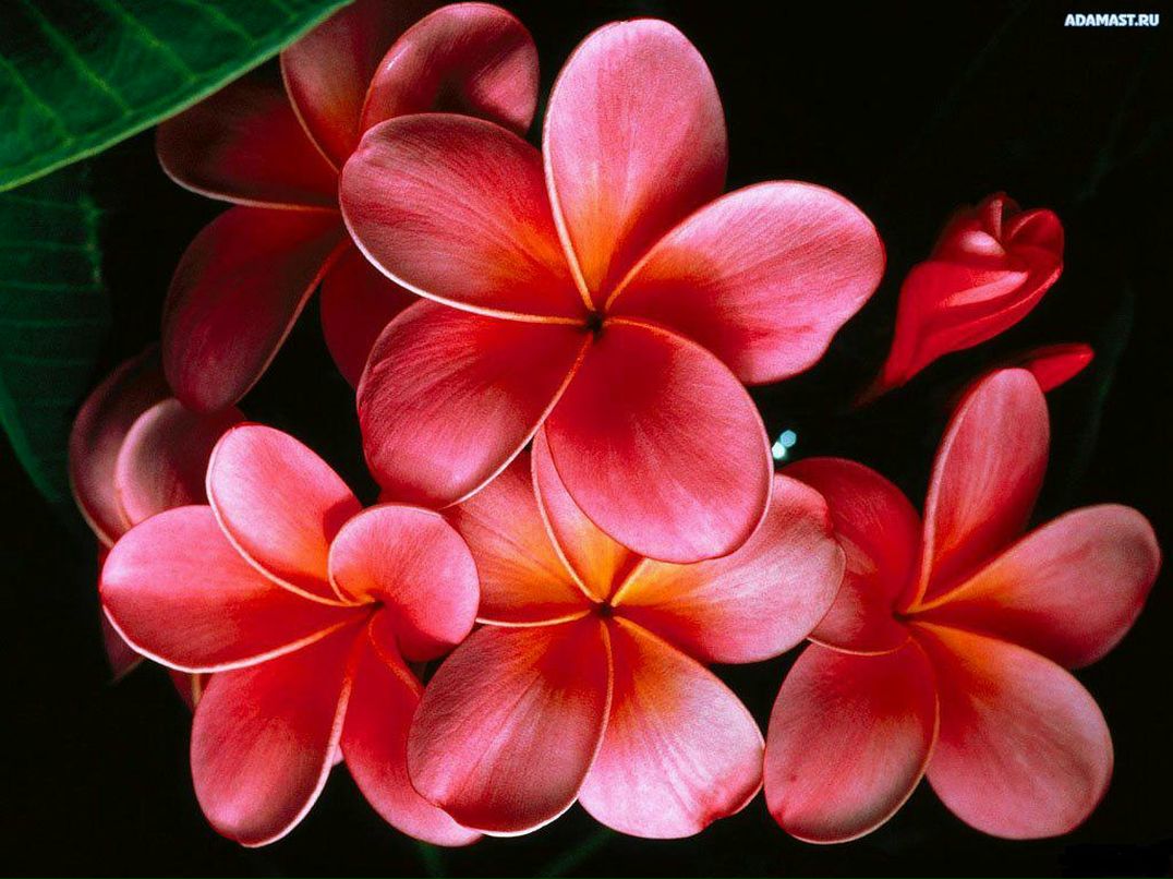 Елена Костина фотография #24