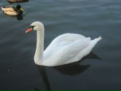 Віталій Менделяк фотография #46 (источник - https://vk.com/id43376263)