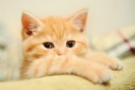 Ксюша Флішаровська фотография #22 (источник - https://vk.com/id30421080)