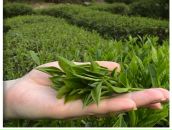 Фотография Серебрянова Германа