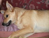 Тимка __ фотография #28 (источник - https://vk.com/id147852110)