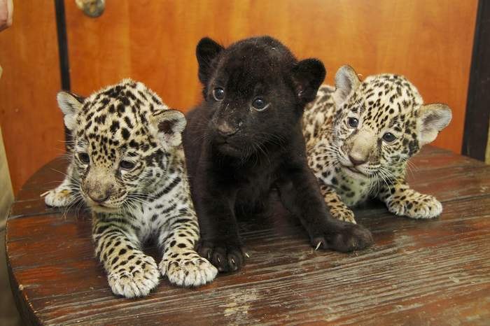 Игорь Журбенко фотография #1