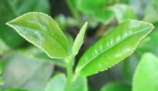 Фотография Скороходовой Нины