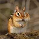 Фотография Крыловой Юлии