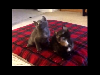 Котята танцуют под музыку