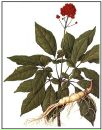 Таисия Ян фотография #11 (источник - https://vk.com/id133652292)