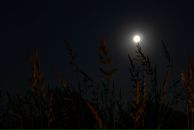 Иван Бобров фотография #27 (источник - https://vk.com/id15962802)