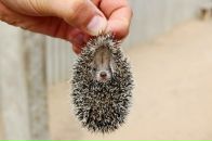 Фотография Крашевской Елены