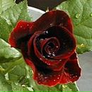 Наташа Плісік фотография #45 (источник - https://vk.com/id149210641)