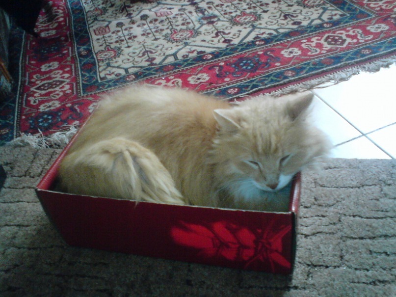 Маммед Аметов фотография #3