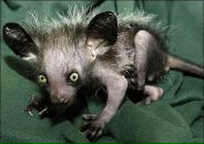 Фотография Дерменджи Евгения