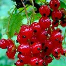 Сергій Курильчук фотография #29 (источник - https://vk.com/id50413124)