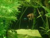 Dathim Origin фотография #22 (источник - https://vk.com/id2932718)