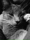 Кот =) фотография #19 (источник - https://vk.com/id89873718)