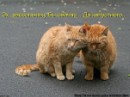 Кот =) фотография #9 (источник - https://vk.com/id89873718)