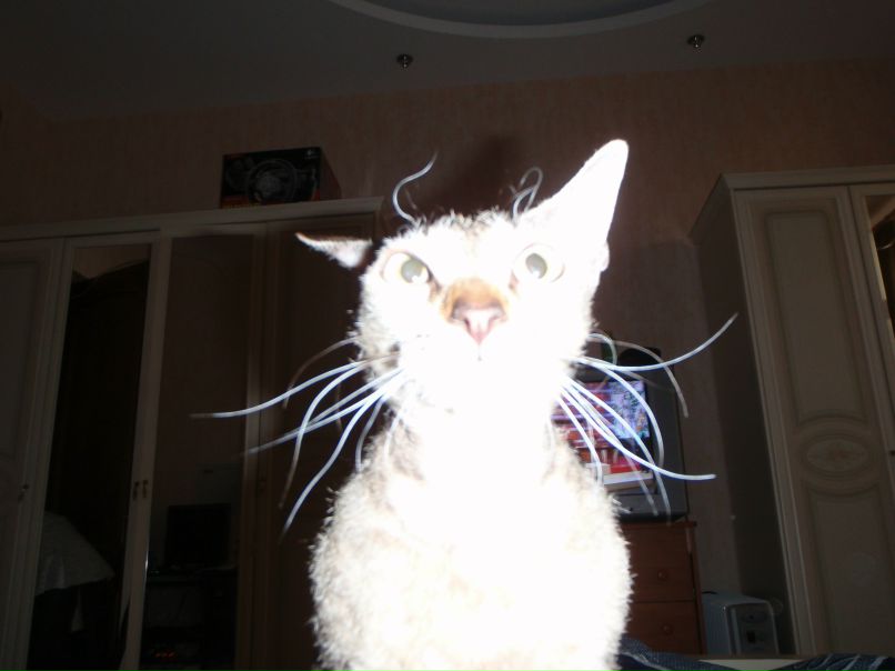 Celeste Murk фотография #15