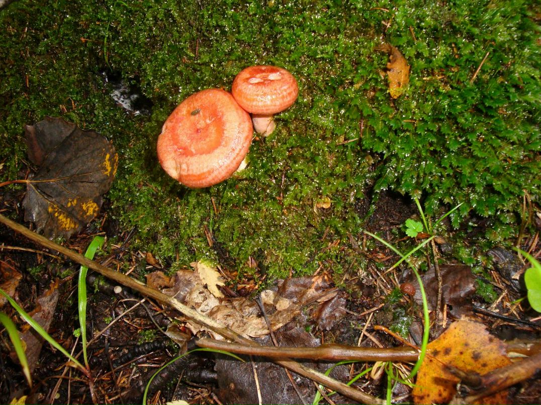 Эмма Кубло фотография #32