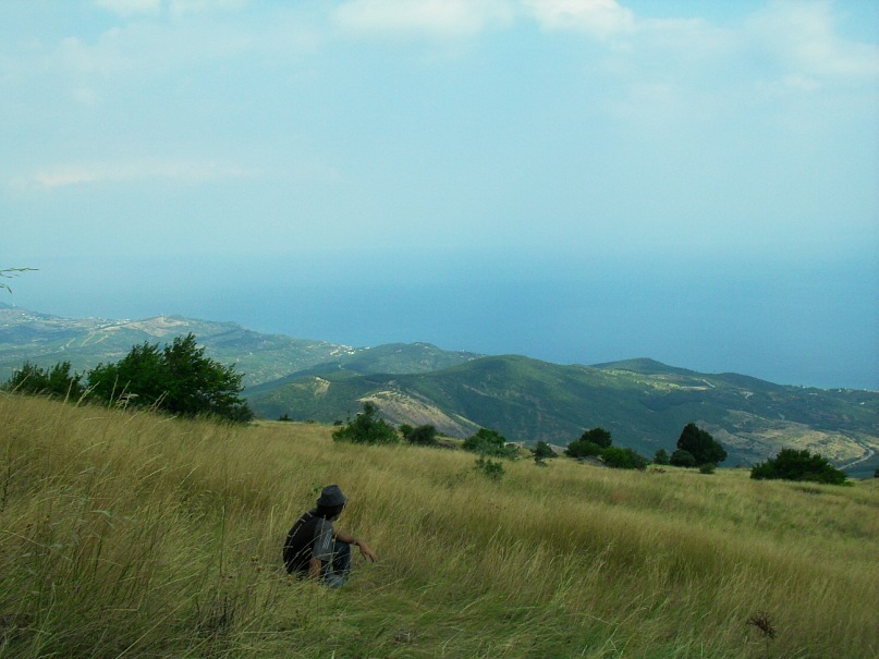 Phasma Morulus фотография #33