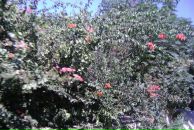 Princessa София фотография #11 (источник - https://vk.com/id852922)