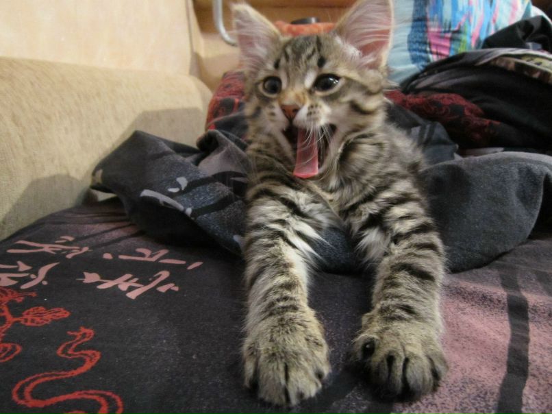 Елена Басарина фотография #22