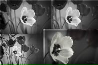 Фотография Сергеевой Надежды