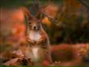 Фотография Франтовой Изабеллы