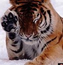 Міша Іванов фотография #42 (источник - https://vk.com/id159582139)