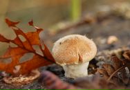 Михаил Яковлев фотография #11 (источник - https://vk.com/id2403530)